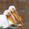 Birdland: Pelicans In Love